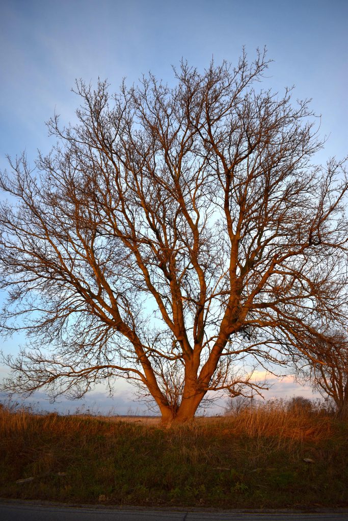 Burnished Splendor, 2020 - Connie Munson