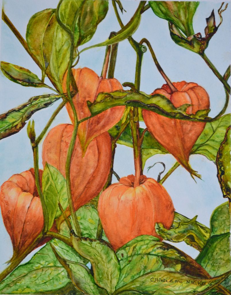 Chinese Lanterns, 2022 - Charlene Nickels