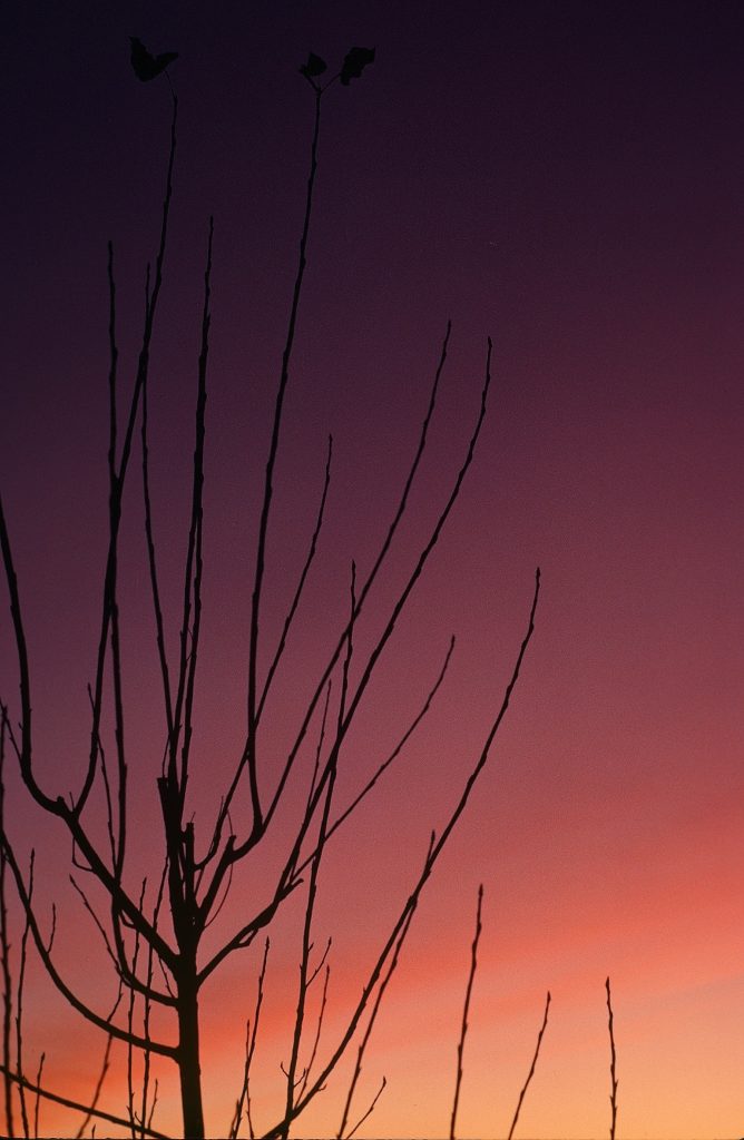 Crimson Glory, 2025 - Connie Munson