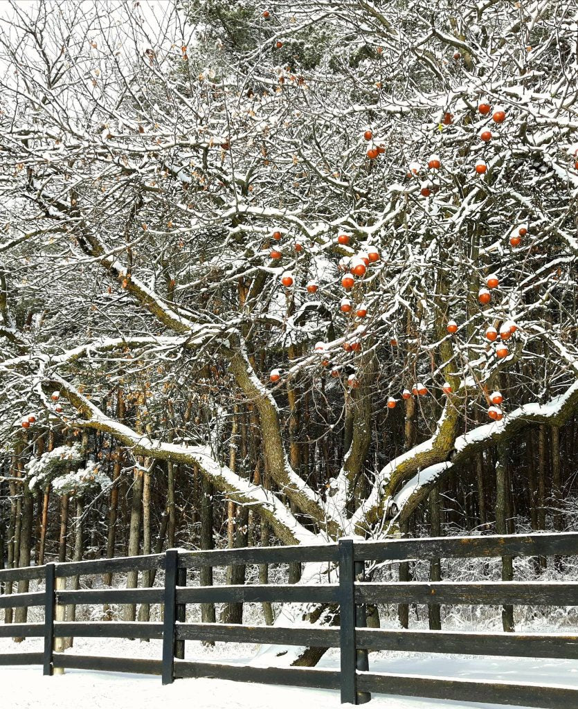 Snow-Kissed Apples, 2020 - Connie Munson