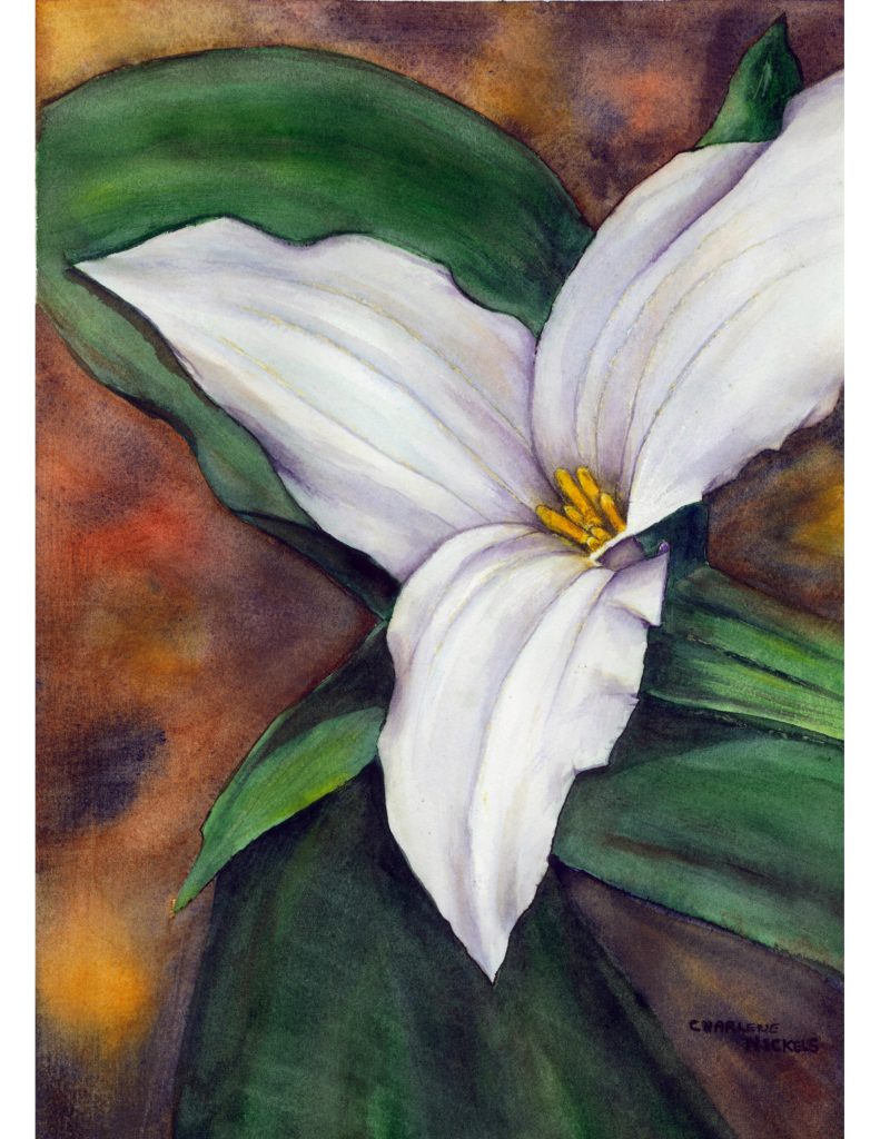 Trillium Solitude, 2019 - Charlene Nickels
