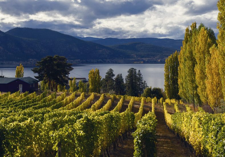 Lost Vineyard: Inspired by Classics